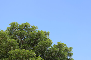 green branches on blue sky background