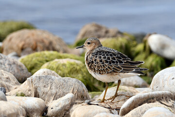 Buff Breasted sandpiper walks along rocky algae covered shore of Lake Ontario during its fall migration south 