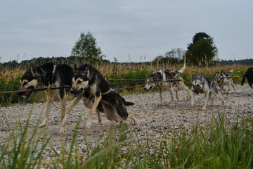 Happy dog team is working very hard. Sled dog competitions in autumn in cloudy weather. Mongrel...