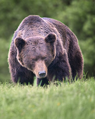 Old brown bear male watching front view portrait in the meadow in the forest
