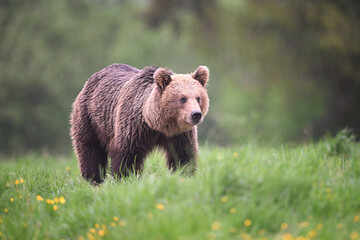Young brown bear female going toward in the rain in the meadow in the forest