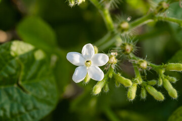 White flower of poisonous plant