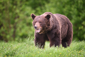 Plakat Old brown bear male breathing front view in the meadow in the forest