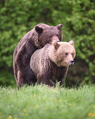 Obraz premium Brown bear couple mating front view in the meadow in the forest in the evening