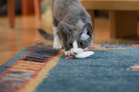 Junger Devon Rex Kater spielt mit einer Stoffmaus
