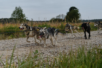 Happy dog team is working very hard. Sled dog competitions in autumn in cloudy weather. Mongrel dogs strong and hardy in harnesses together start pulling and running forward.