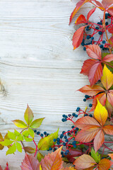 Beautiful autumn background. Autumn leaves frame over wooden background. Bright red leaves of wild wine Parthenocissus.