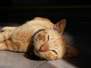 cat sleeping on the floor