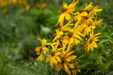 żółta rudbekia jesienią w ogrodzie, flower meadow - obrazy, fototapety, plakaty
