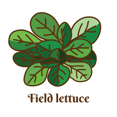 Hand drawn vector illustration of field lettuce, lamb's lettuce, corn salad, field lettuce, fetticus isolated on white background.