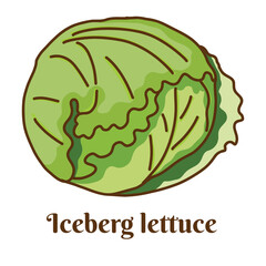Hand drawn vector illustration of iceberg lettuce isolated on white background.