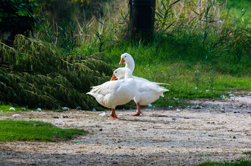 Due oche bianche ferme su un sentiero di campagna in una giornata di sole