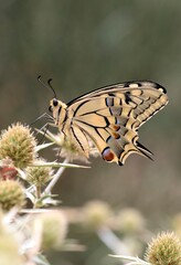 Swallowtail butterfly in its environment in summer 