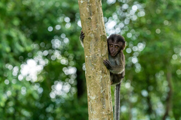  Juvenile long-tailed macaque in the wild.