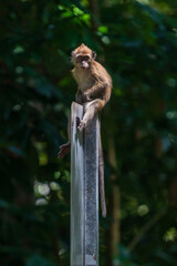  Juvenile long-tailed macaque in the wild.