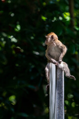  Juvenile long-tailed macaque in the wild.