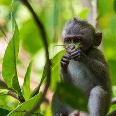 Obraz premium Juvenile long-tailed macaque in the wild.