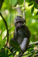  Juvenile long-tailed macaque in the wild.