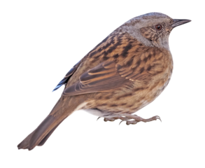 Dunnock (Prunella modularis), PNG, isolated on transparent background