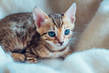 Portrait of beautiful bengal kitten