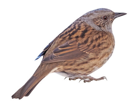 Dunnock (Prunella modularis), PNG, isolated on transparent background