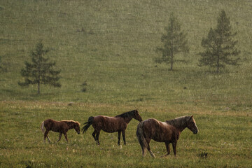 Horses walking in the pouring rain in the mountains