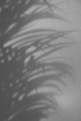 Obraz premium leaf shadow background with space for text