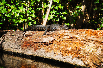 Alligator baby by the Run spring riveride in Kelly Park Florida