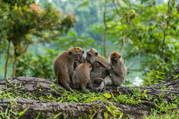 A family of long-tailed macaque monkey playing in the wild.