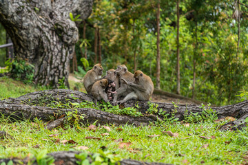 A family of long-tailed macaque monkey playing in the wild.
