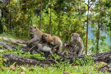 A family of long-tailed macaque monkey playing in the wild.