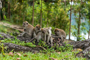 A family of long-tailed macaque monkey playing in the wild.