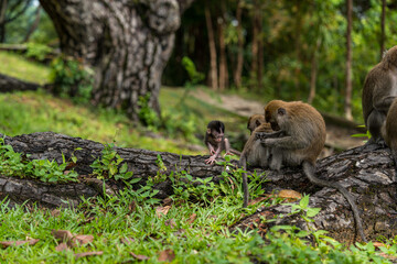 A family of long-tailed macaque monkey playing in the wild.