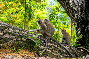 A family of long-tailed macaque monkey playing in the wild.