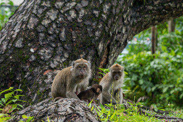 Naklejka na ściany i meble A family of long-tailed macaque monkey playing in the wild.