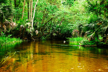 Fototapeta na wymiar Blind branch of the Rock Springs Run river in Kelly Park Florida