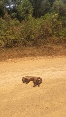 Animal morto na BR-230, Rodovia Transamazônica 