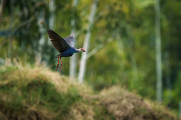 Purple Swamphen