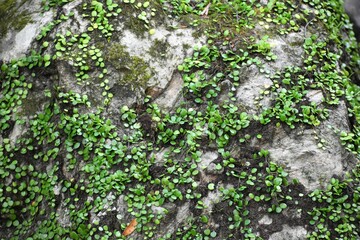 石山寺、苔、岩