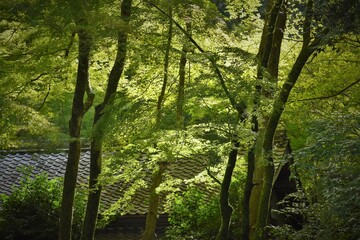 石山寺、樹林、苔