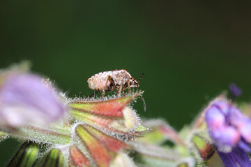 Halyomorpha Halys insect macro photo
