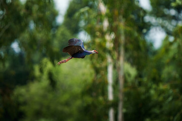 Purple Swamphen