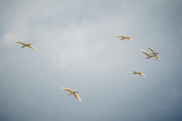 Intermediate Egret