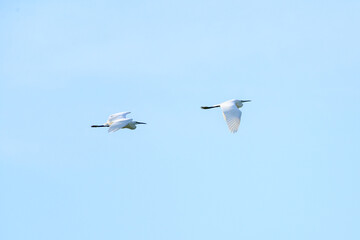 Intermediate Egret.