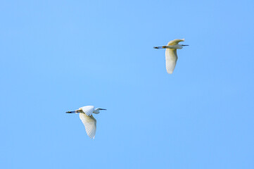 Intermediate Egret.