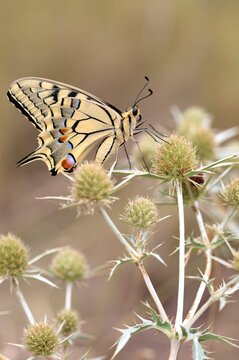 Swallowtail butterfly on thistle in summer, vertical image