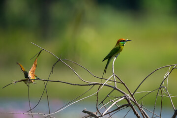 Green Bee-eater bird