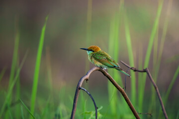 Green Bee-Eater, Little Green bee-eater
