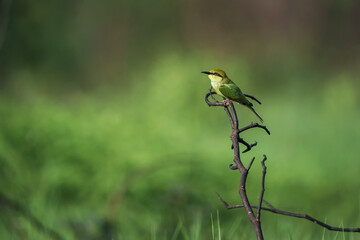 Green Bee-Eater, Little Green bee-eater