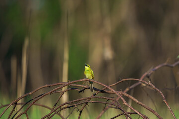 Green Bee-Eater, Little Green bee-eater